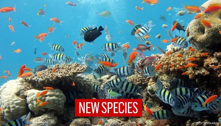 Atlantic Researchers Discover 12 New Marine Species 'hiding' In The ...