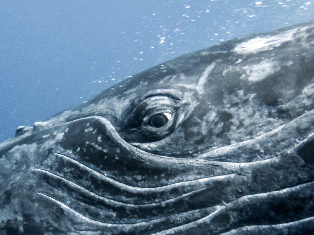 Jonas, une histoire à dormir dans une baleine le mytho d