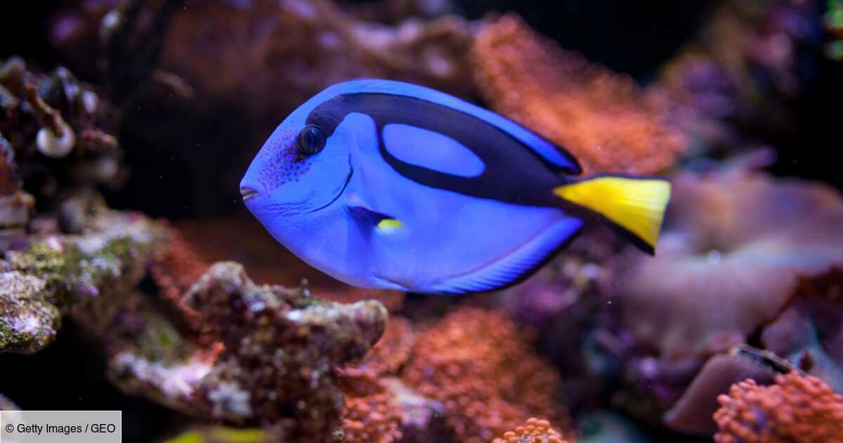 Quelles Sont Les Particularités Du Poisson Chirurgien La Saison Bleue 