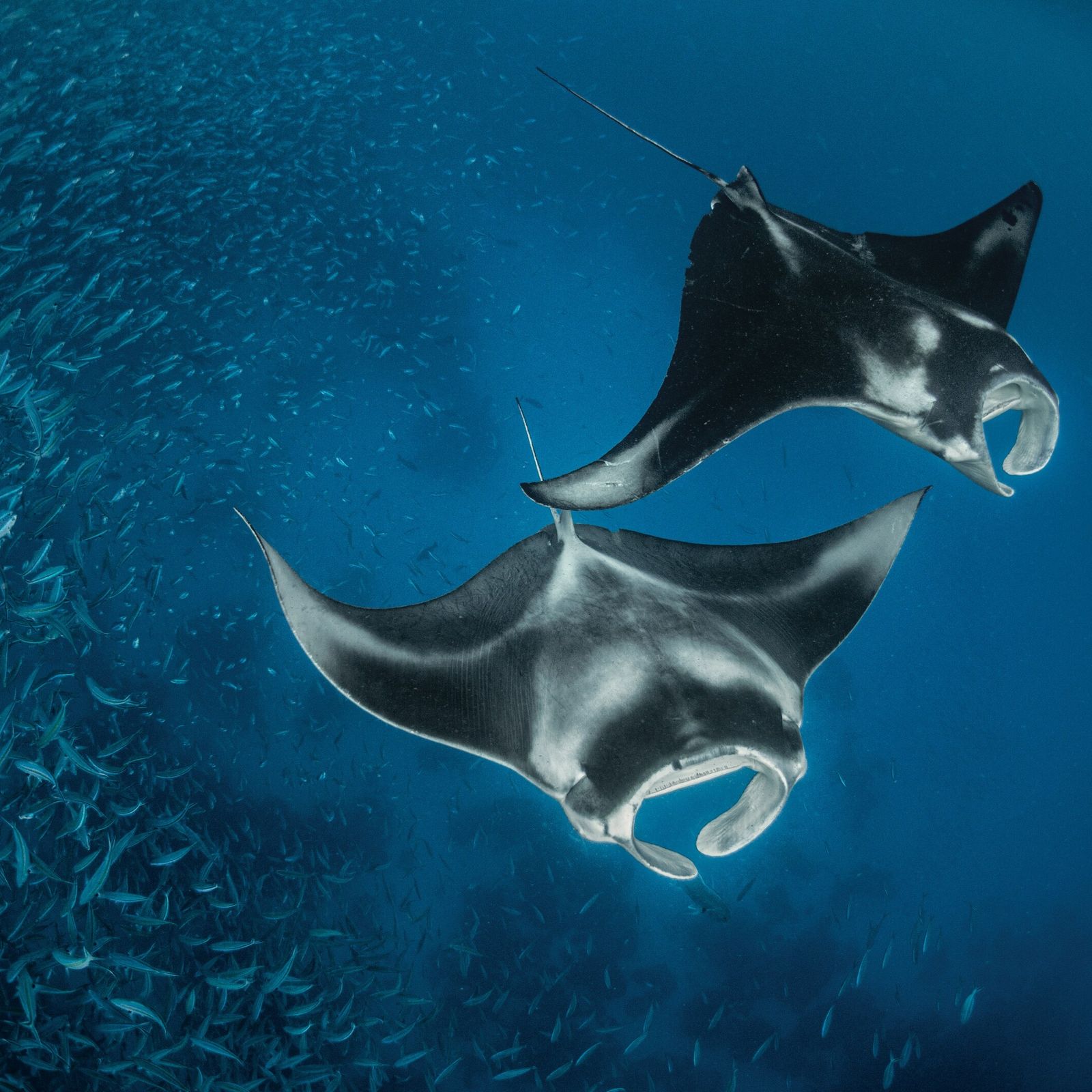 Les Raies Mantas Extraordinaires G antes Des Mers La Saison Bleue
